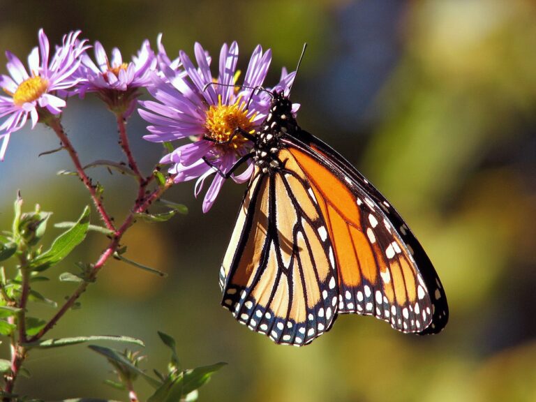 Nature, Nightfall, and Creepy Crawls: October Arrives At Lowe-Volk Park