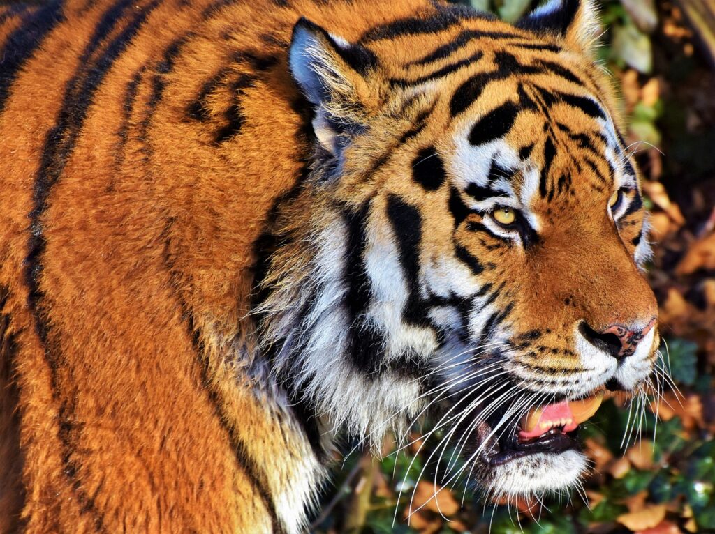 New Roads, New Region, Same Friday Night Roar