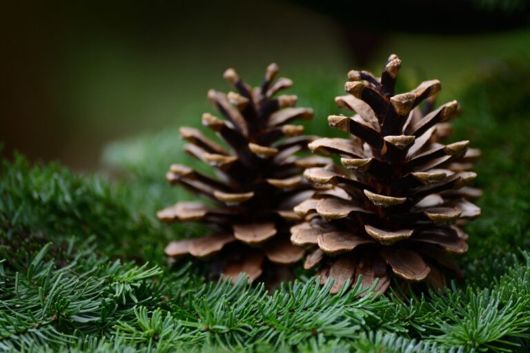 December At Lowe-Volk Park: Snakes, Birds, And Candy Canes