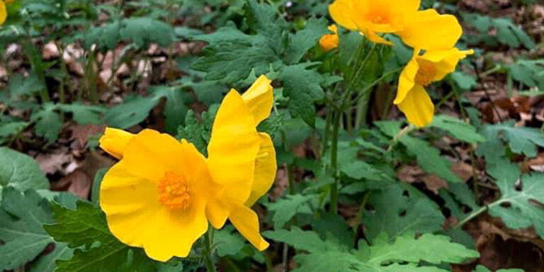 This Week’s Ohio Wildflower Bloom Report