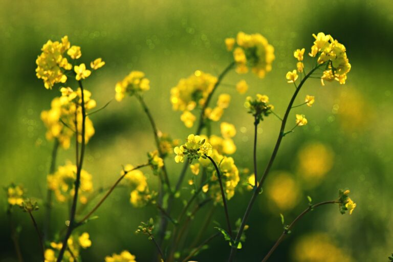 Flowers, Seeds, And Feeding This Month