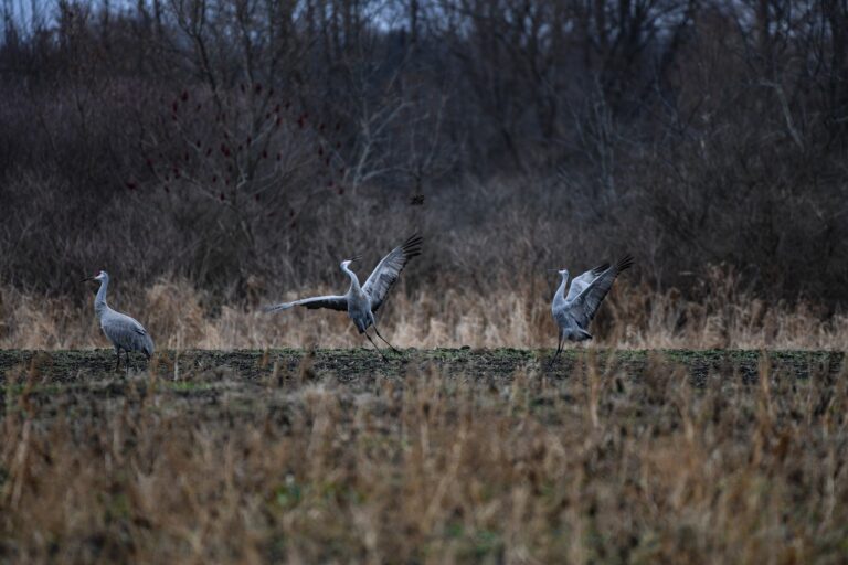 Counting Cranes