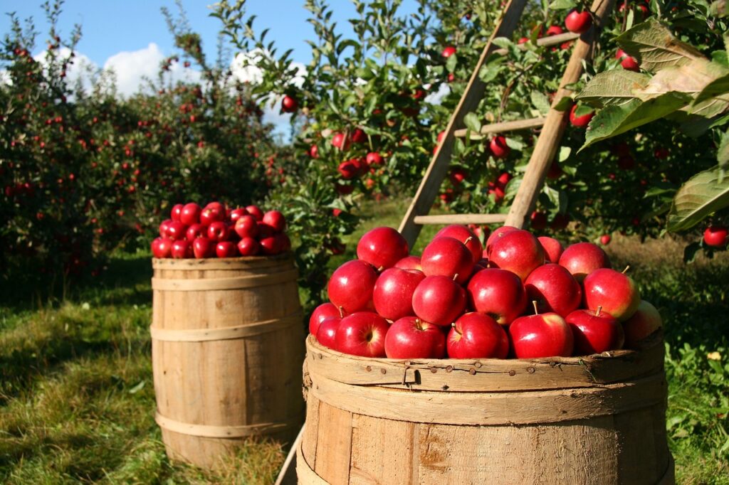 Local Reads: Following Johnny Appleseed Home