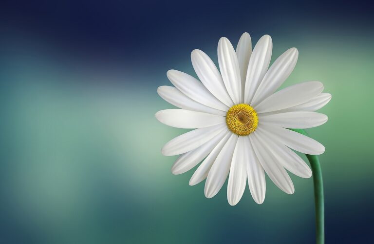 Three Nurses Receive DAISY Award at Avita