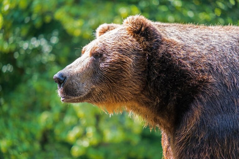 Galion History Corner: Lions, Tigers, And Bears – Oh My!