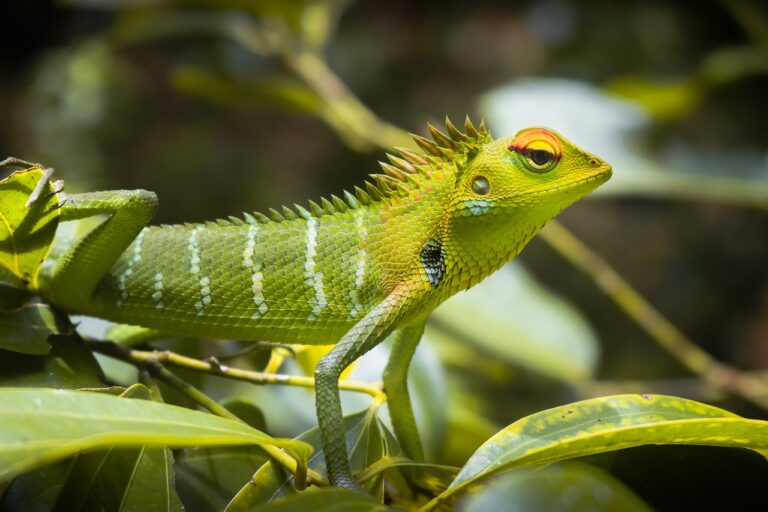 Birds, Lizards, And Snow