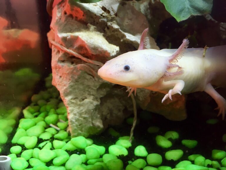 Coming Up At Lowe-Volk: Axolotls, Feeding Day, And The Night Sky