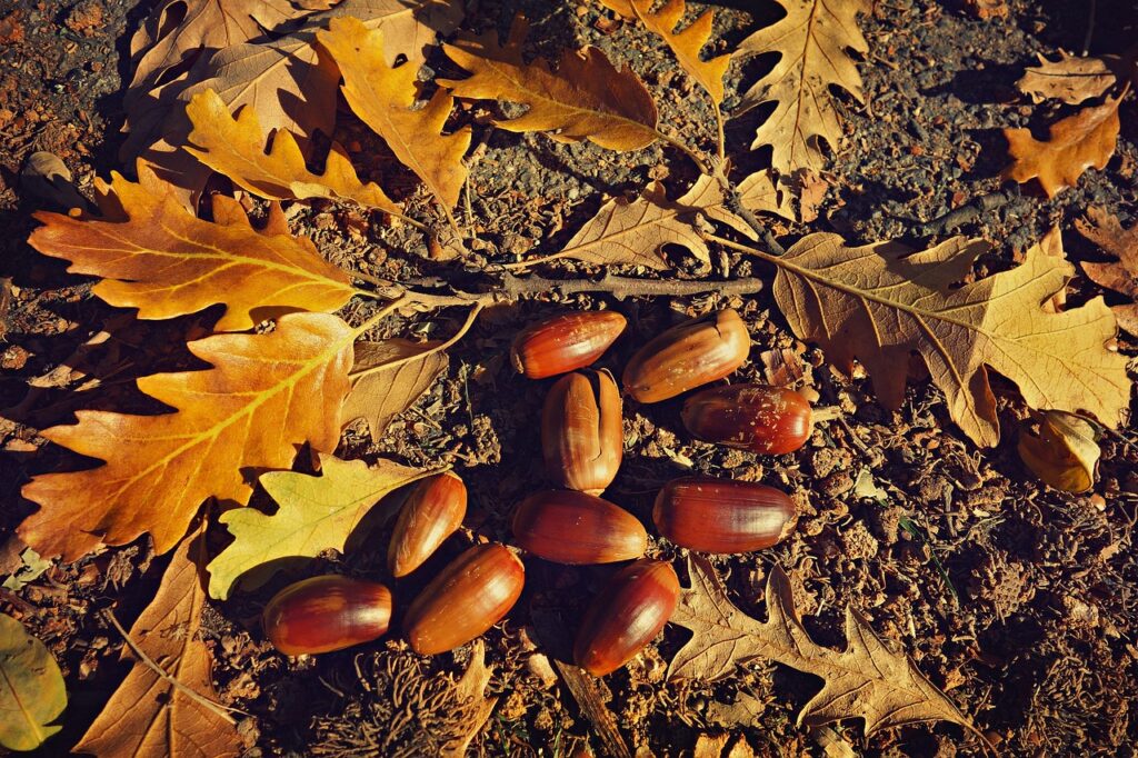 Everything You Always Wanted To Know About: Heckert Nature Preserve