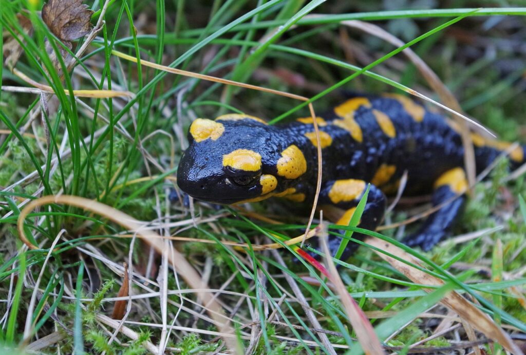 Salamanders, Fall Colors, Halloween Fun, And Stargazing