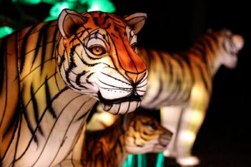 Summer Road Trip: Step Into A World Of Light At The Columbus Zoo Lantern Festival