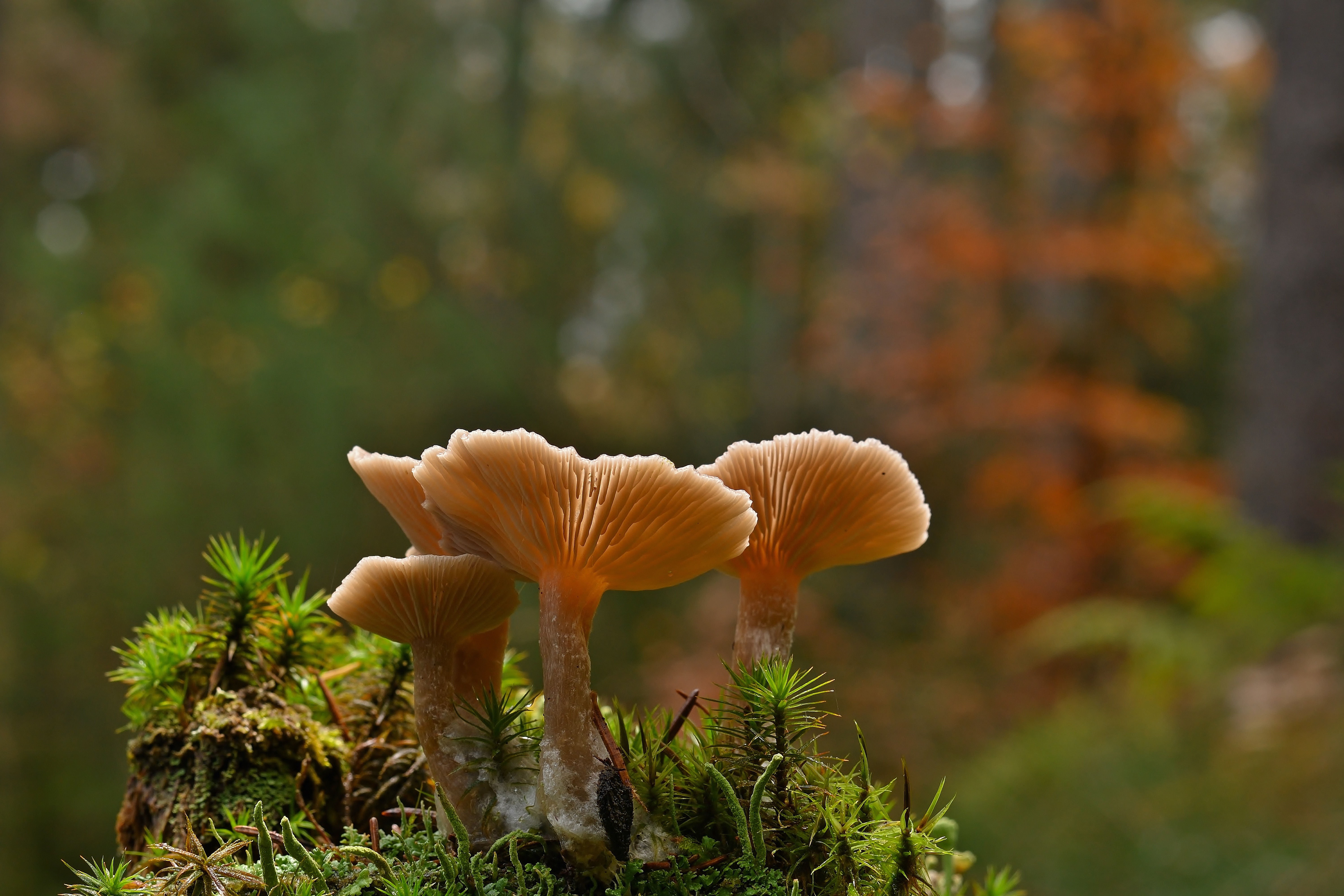 Mushroom Magic Takes Root At OSU Mansfield