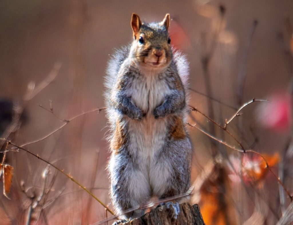 Ohio’s Fall Hunt Starts In The Treetops