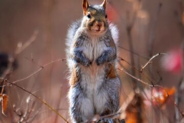 Ohio’s Fall Hunt Starts In The Treetops