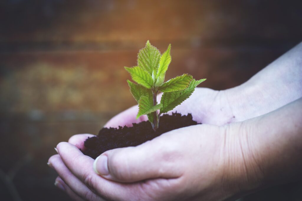 Ohio-Grown Trees Are Now Just A Click Away