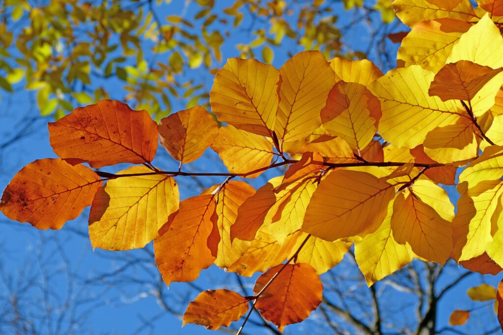 Ohio’s Fall Color Forecast Calls For Vibrant And Bright