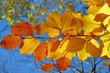 Ohio’s Fall Color Forecast Calls For Vibrant And Bright