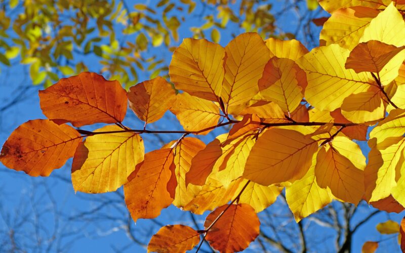 Ohio’s Fall Color Forecast Calls For Vibrant And Bright