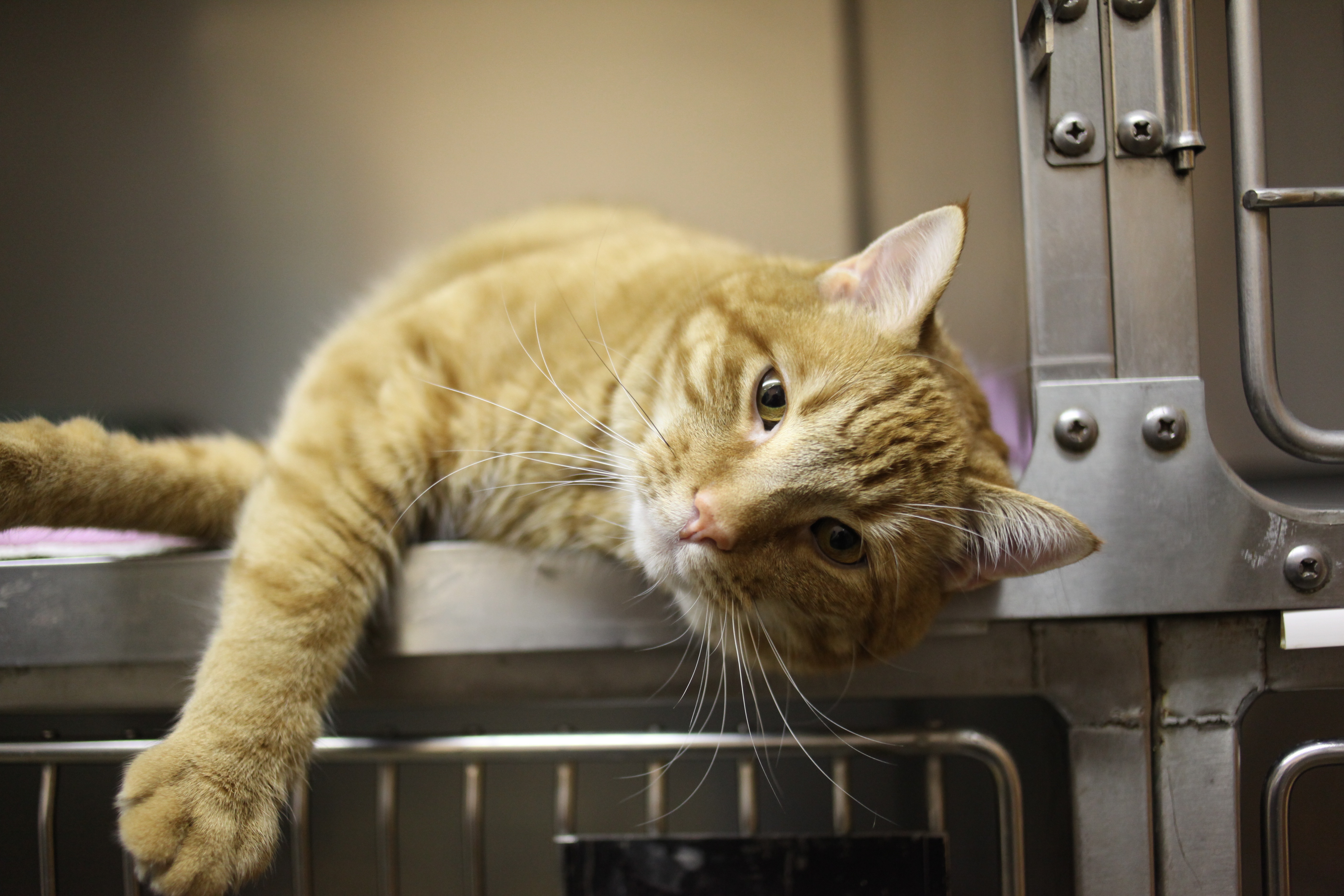 Galion Girl Scouts Turn Their Bronze Award Into Help For Shelter Cats