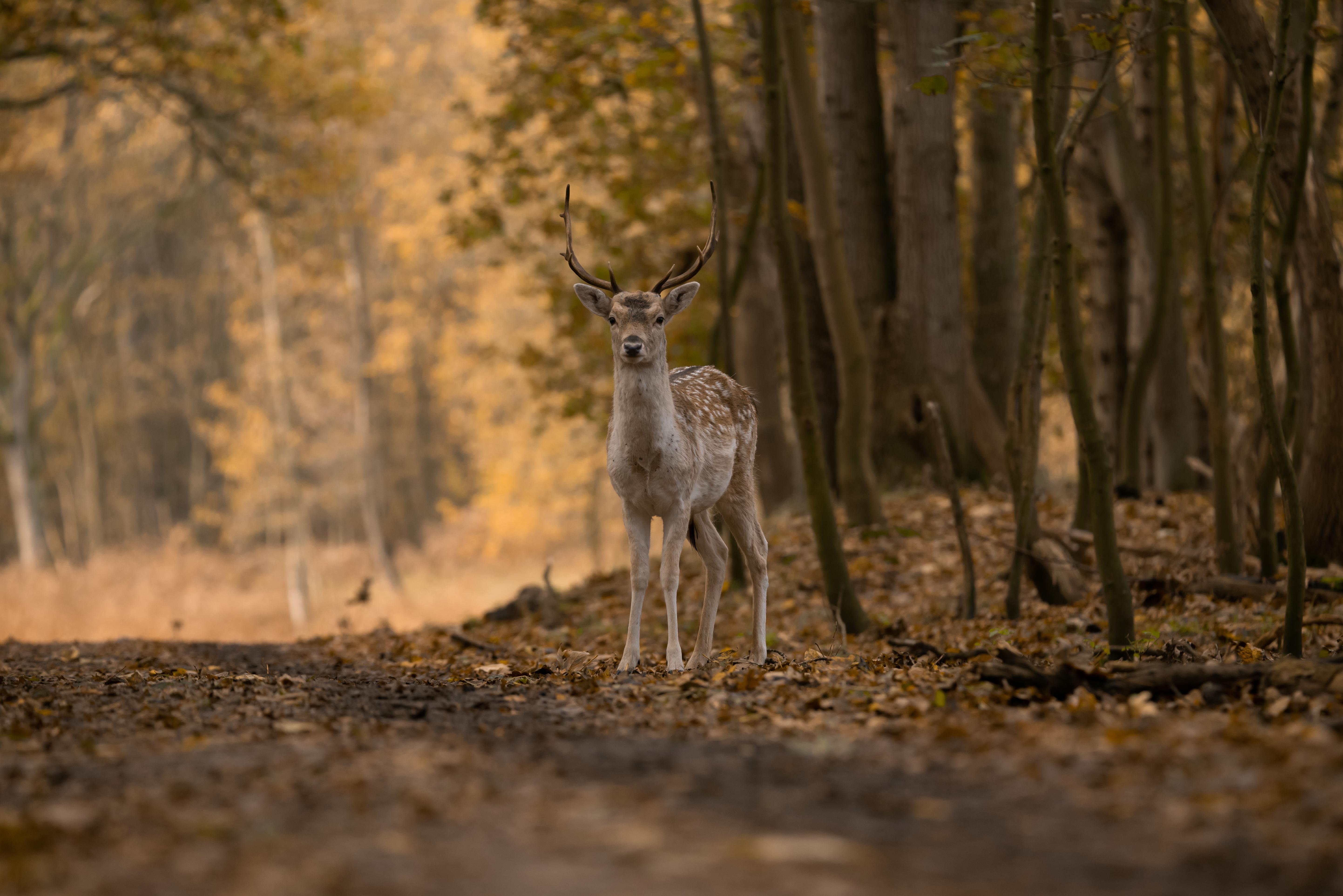Early Deer Season Opens Across Ohio’s Expanding CWD Zone