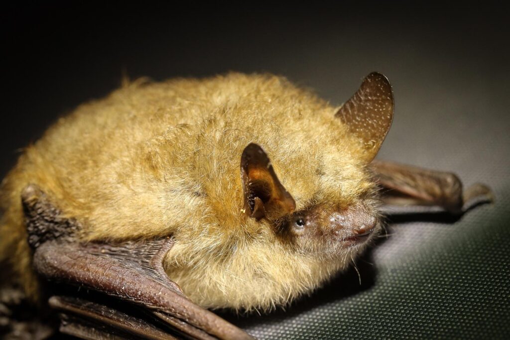 Rabies Discovery In Bucyrus Brings Reminder About Bats