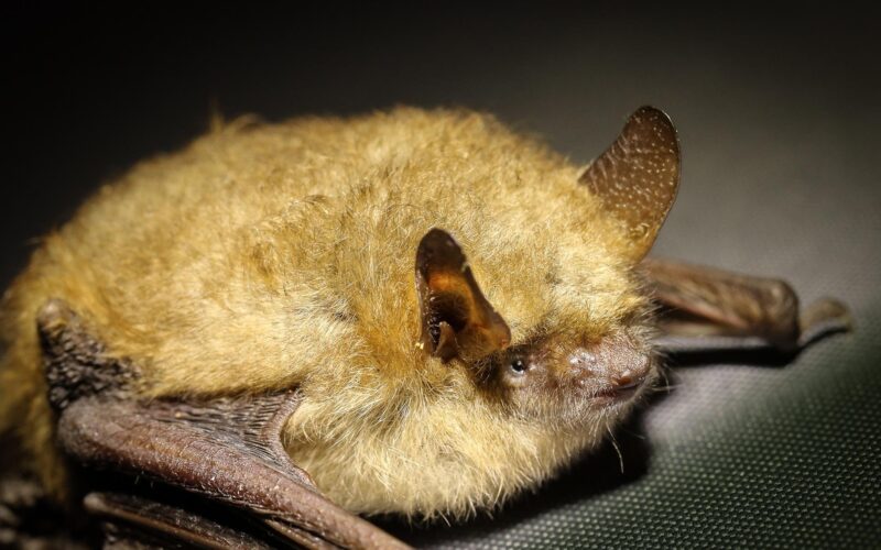 Rabies Discovery In Bucyrus Brings Reminder About Bats