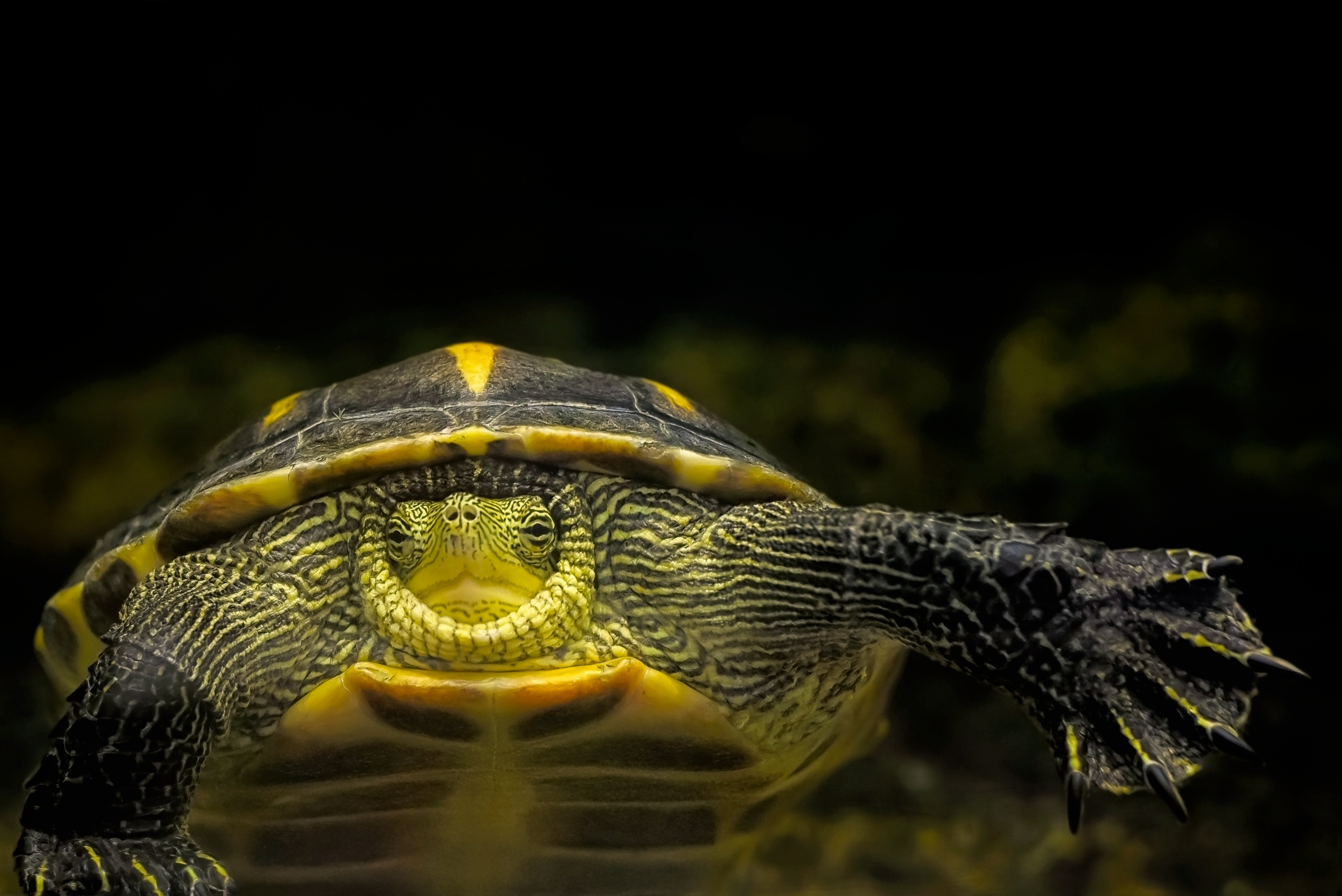 Owls, Turtles, And A Little Nature Magic Await At Lowe-Volk Park