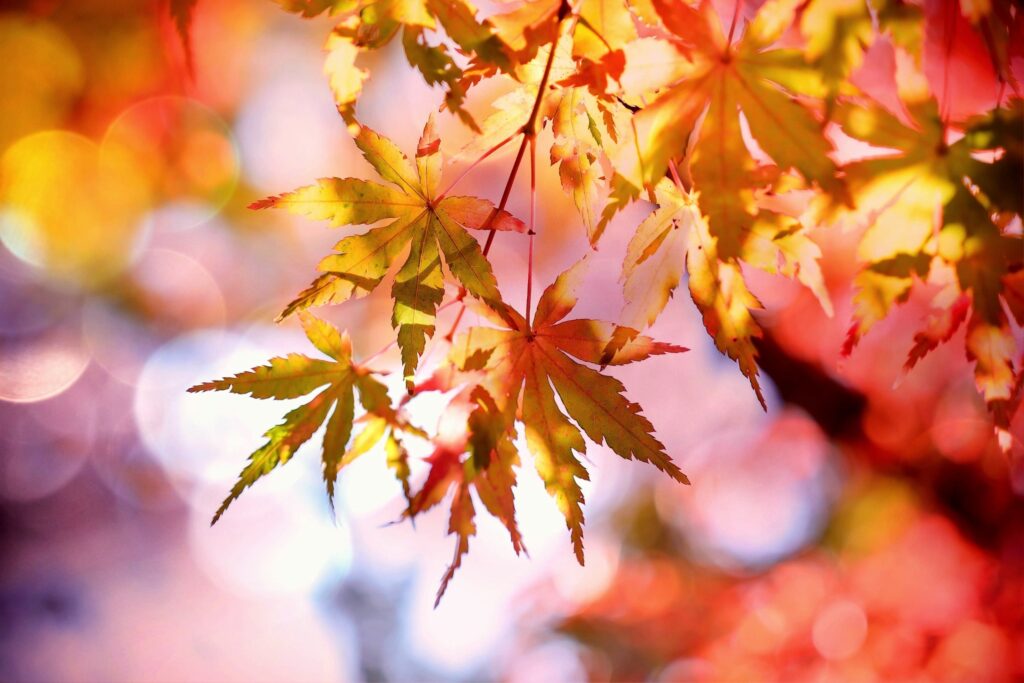Five Ways To Find Fall Around Galion