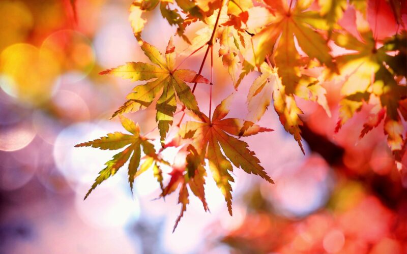 Five Ways To Find Fall Around Galion
