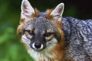 Ohio’s 2027 Wildlife Legacy Stamp To Feature Stunning Grey Fox