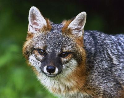 Ohio’s 2027 Wildlife Legacy Stamp To Feature Stunning Grey Fox