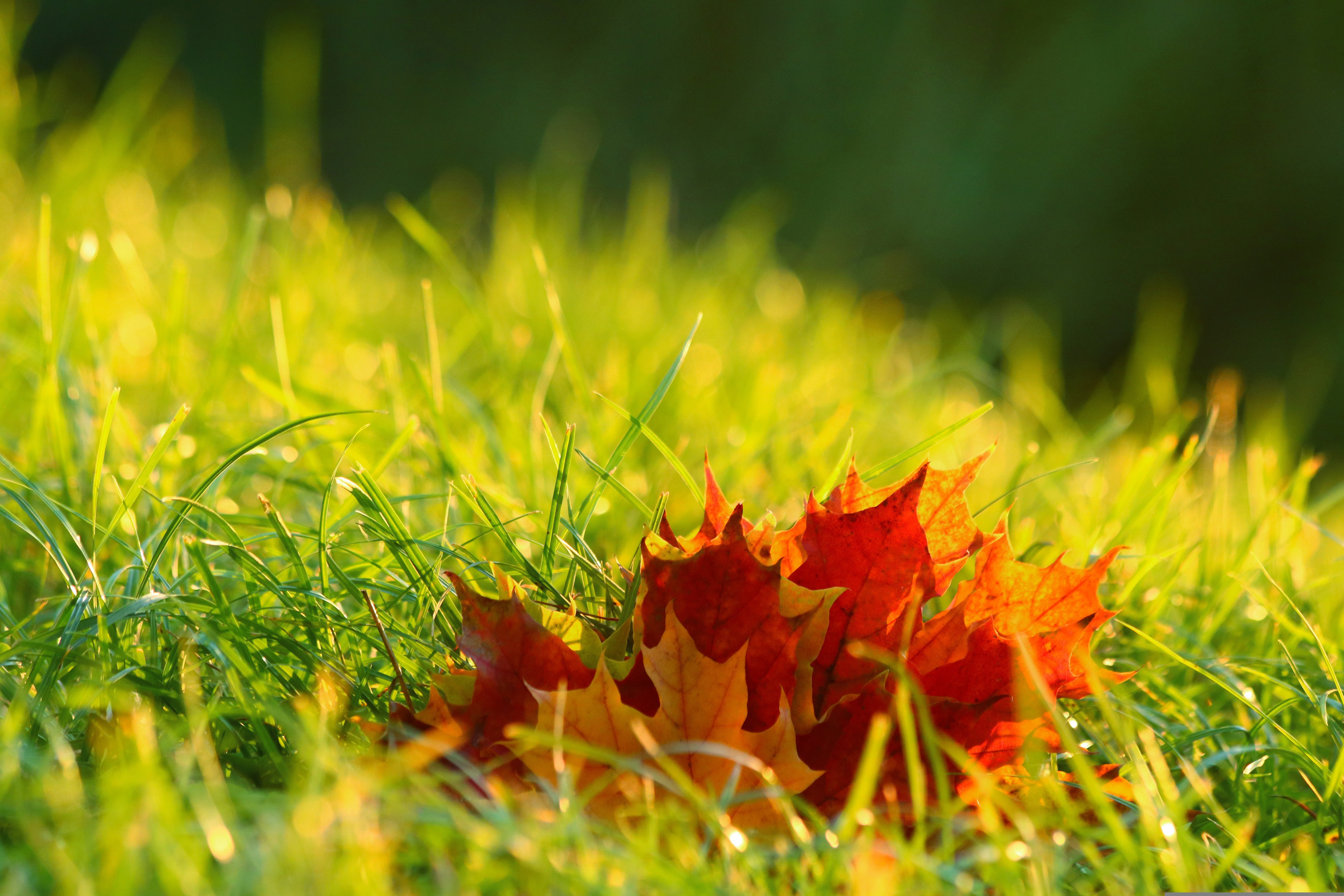 Ohio’s Fall Color Show Is Running A Little Late