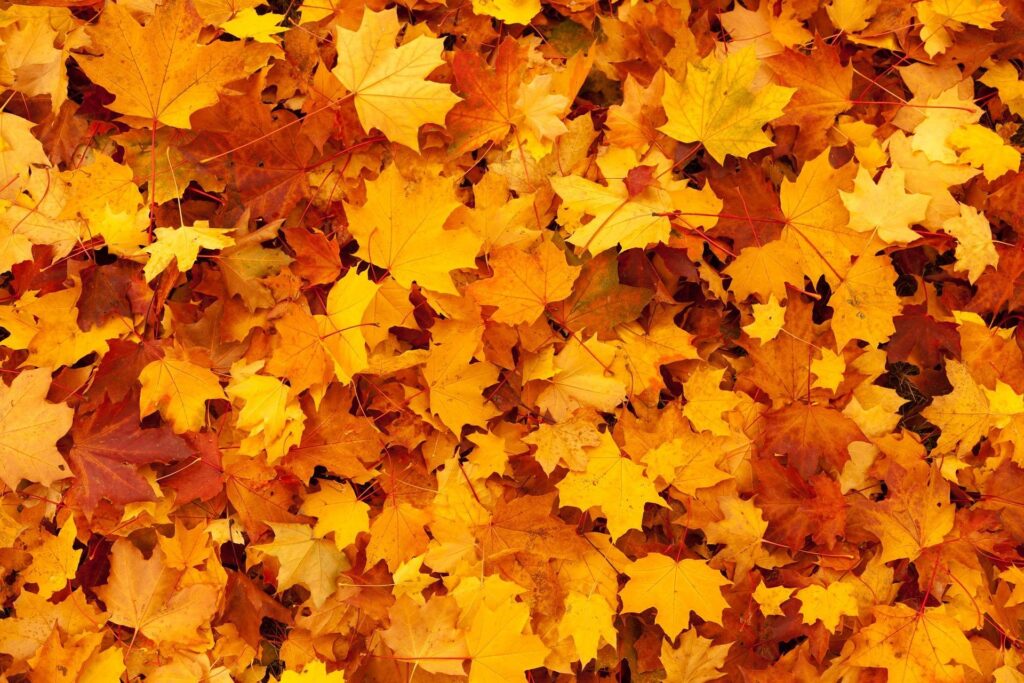 Galion Gets Ready For The Great Fall Leaf Roundup