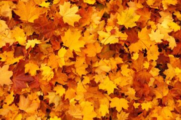 Galion Gets Ready For The Great Fall Leaf Roundup
